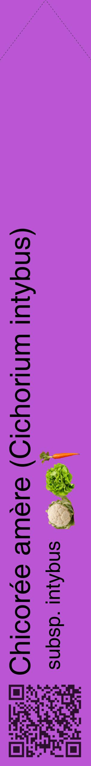 Étiquette de : Cichorium intybus subsp. intybus - format c - style noire50_simplehel avec qrcode et comestibilité simplifiée