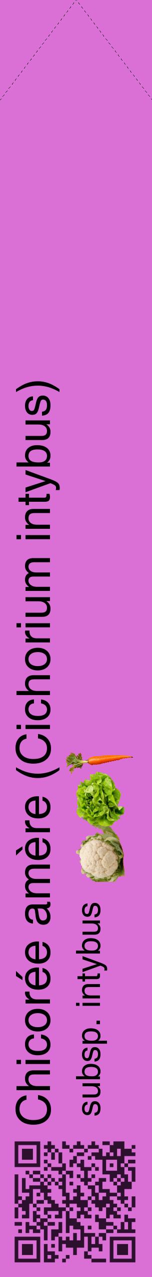 Étiquette de : Cichorium intybus subsp. intybus - format c - style noire52_simplehel avec qrcode et comestibilité simplifiée