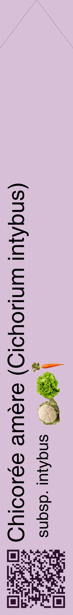 Étiquette de : Cichorium intybus subsp. intybus - format c - style noire54_simplehel avec qrcode et comestibilité simplifiée