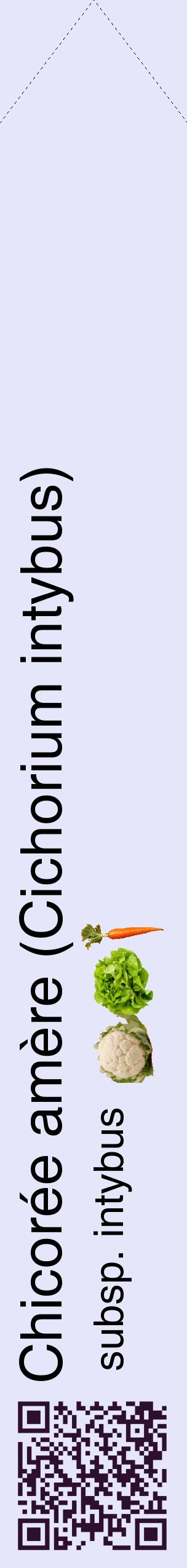 Étiquette de : Cichorium intybus subsp. intybus - format c - style noire55_simplehel avec qrcode et comestibilité simplifiée