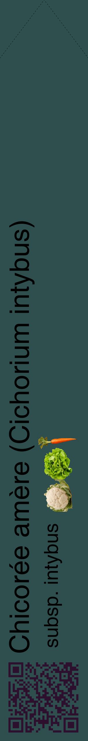Étiquette de : Cichorium intybus subsp. intybus - format c - style noire58_simplehel avec qrcode et comestibilité simplifiée