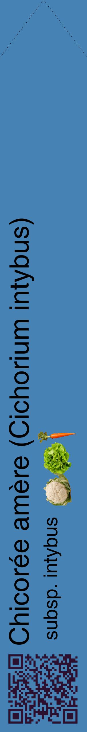 Étiquette de : Cichorium intybus subsp. intybus - format c - style noire5_simplehel avec qrcode et comestibilité simplifiée