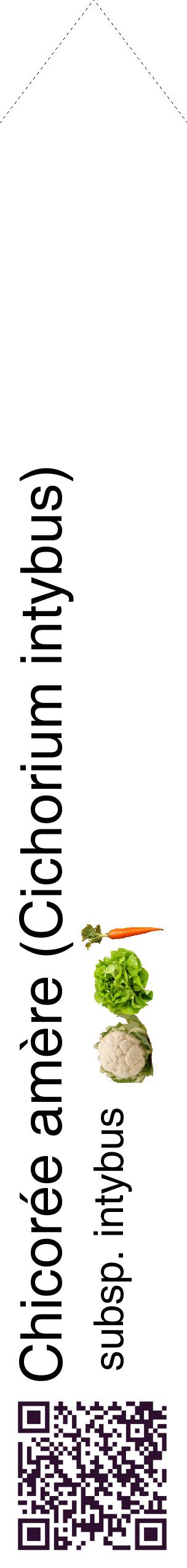 Étiquette de : Cichorium intybus subsp. intybus - format c - style noire60_simplehel avec qrcode et comestibilité simplifiée