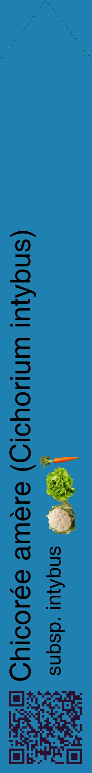 Étiquette de : Cichorium intybus subsp. intybus - format c - style noire6_simplehel avec qrcode et comestibilité simplifiée