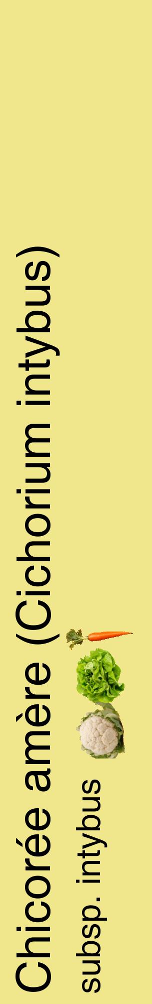 Étiquette de : Cichorium intybus subsp. intybus - format c - style noire20_basiquehel avec comestibilité simplifiée