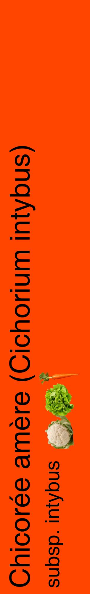 Étiquette de : Cichorium intybus subsp. intybus - format c - style noire26_basiquehel avec comestibilité simplifiée