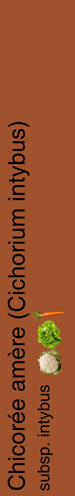 Étiquette de : Cichorium intybus subsp. intybus - format c - style noire32_basiquehel avec comestibilité simplifiée