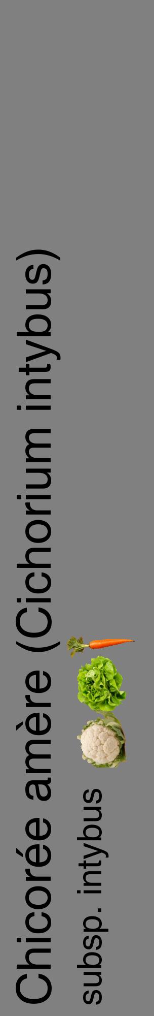Étiquette de : Cichorium intybus subsp. intybus - format c - style noire57_basiquehel avec comestibilité simplifiée