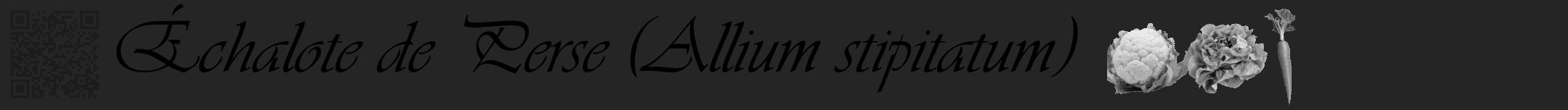 Étiquette de : Allium stipitatum - format a - style noire47viv avec qrcode et comestibilité simplifiée