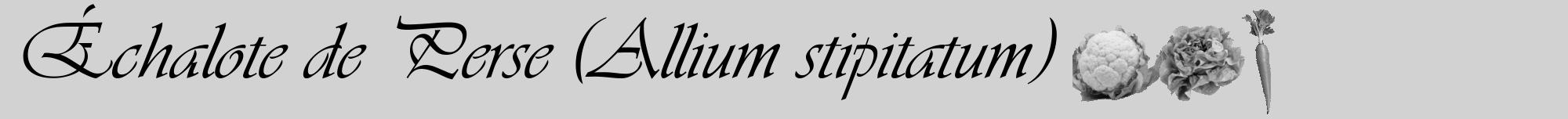 Étiquette de : Allium stipitatum - format a - style noire14viv avec comestibilité simplifiée