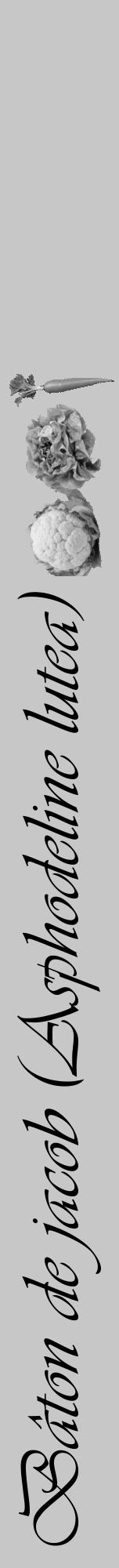 Étiquette de : Asphodeline lutea - format a - style noire15viv avec comestibilité simplifiée - position verticale