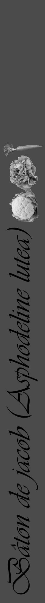 Étiquette de : Asphodeline lutea - format a - style noire9viv avec comestibilité simplifiée - position verticale