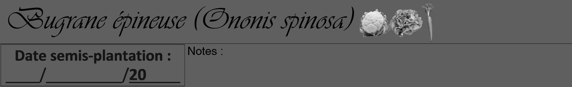 Étiquette de : Ononis spinosa - format a - style noire10viv avec comestibilité simplifiée