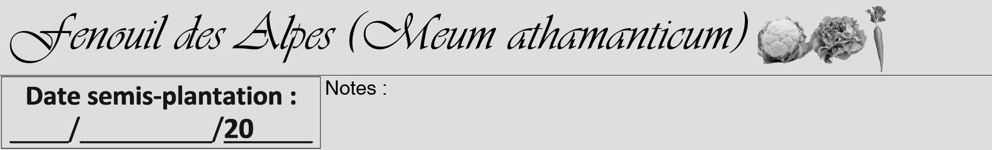 Étiquette de : Meum athamanticum - format a - style noire20viv avec comestibilité simplifiée