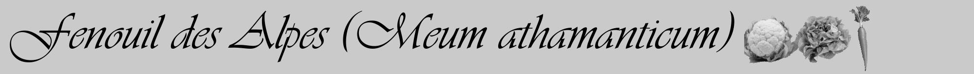 Étiquette de : Meum athamanticum - format a - style noire21viv avec comestibilité simplifiée