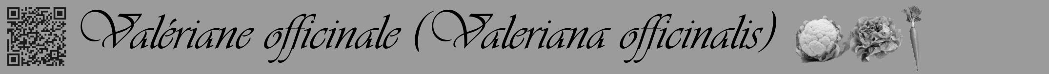 Étiquette de : Valeriana officinalis - format a - style noire52viv avec qrcode et comestibilité simplifiée