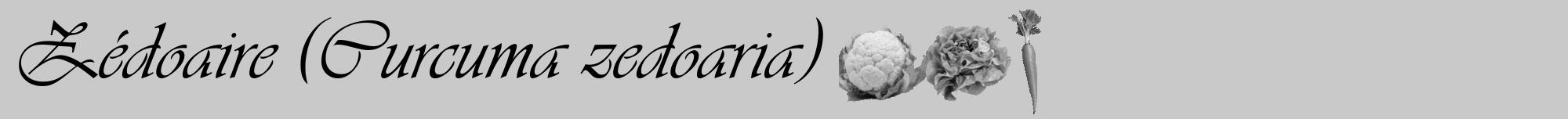 Étiquette de : Curcuma zedoaria - format a - style noire54viv avec comestibilité simplifiée