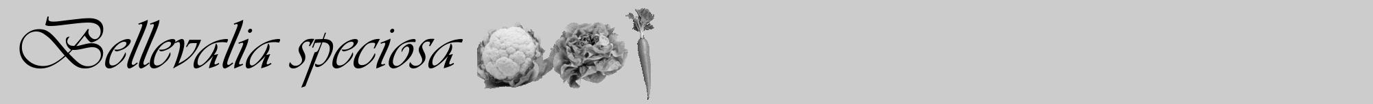 Étiquette de : Bellevalia speciosa - format a - style noire0viv avec comestibilité simplifiée