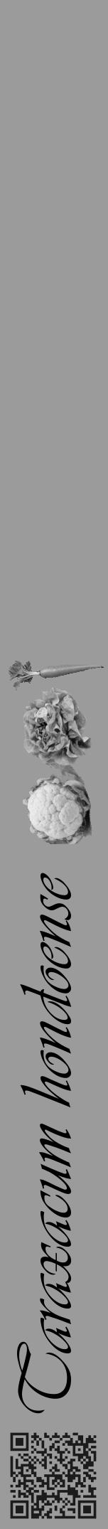 Étiquette de : Taraxacum hondoense - format a - style noire52viv avec qrcode et comestibilité simplifiée - position verticale