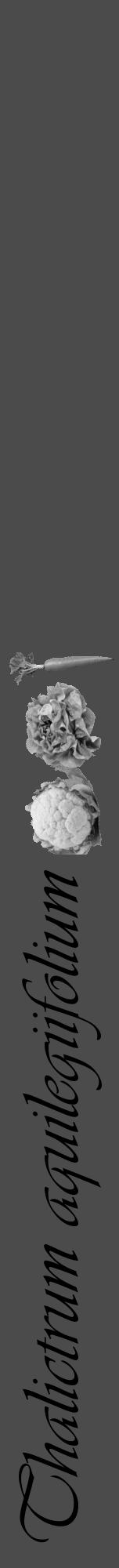 Étiquette de : Thalictrum aquilegiifolium - format a - style noire9viv avec comestibilité simplifiée - position verticale