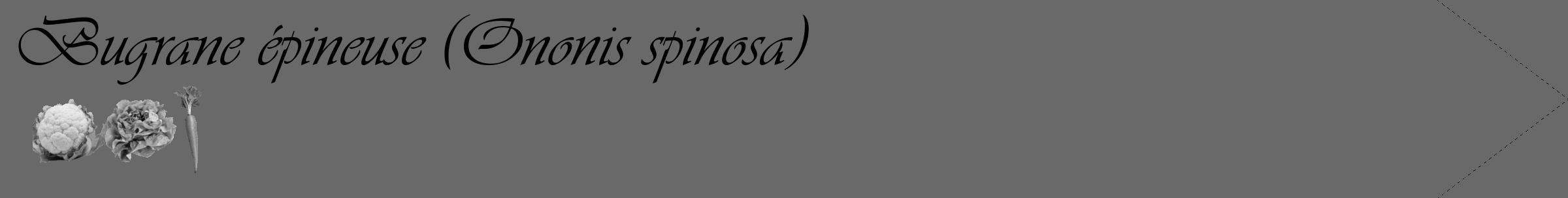 Étiquette de : Ononis spinosa - format c - style noire51_simple_simpleviv avec comestibilité simplifiée