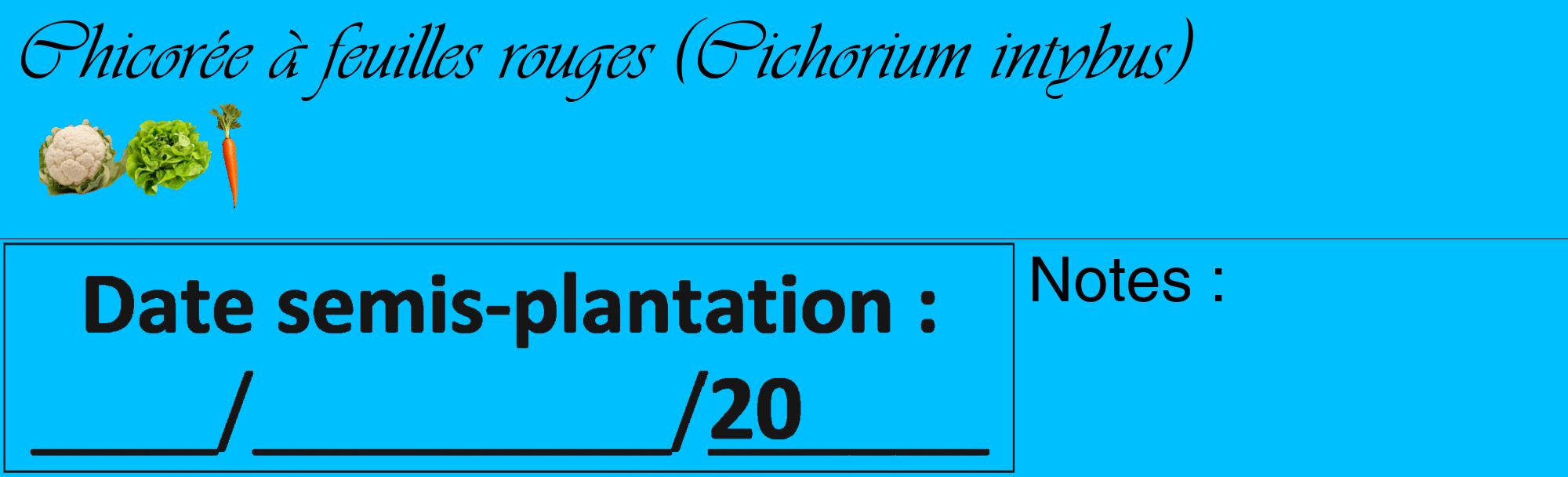Étiquette de : Cichorium intybus - format c - style noire2_basique_basiqueviv avec comestibilité simplifiée