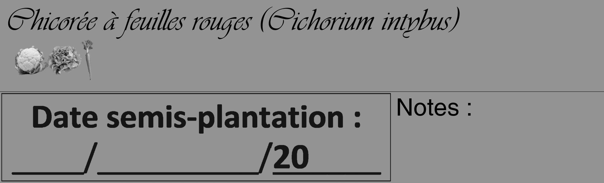 Étiquette de : Cichorium intybus - format c - style noire44_basique_basiqueviv avec comestibilité simplifiée