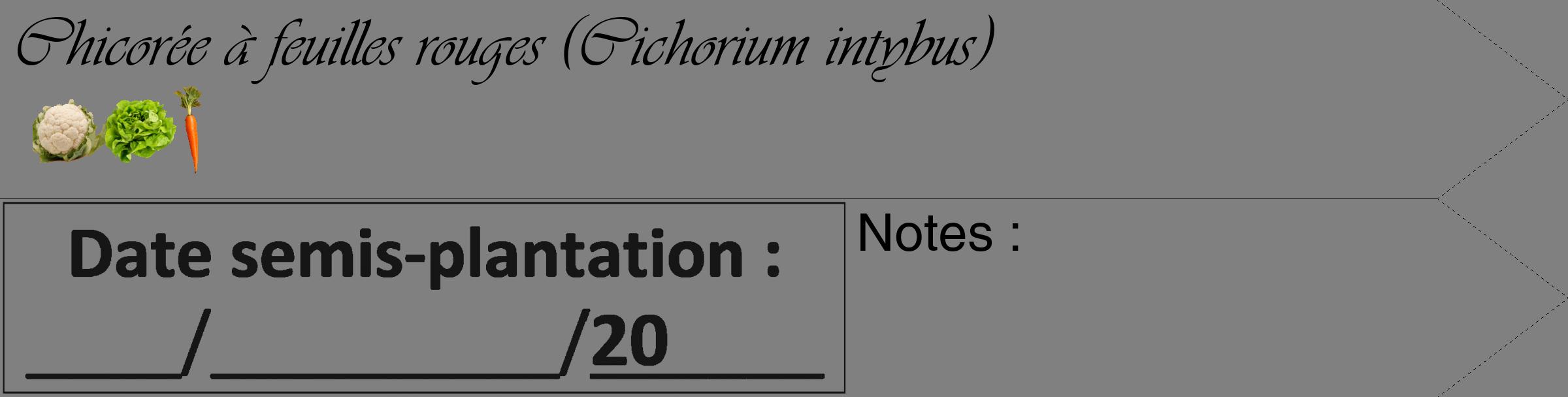 Étiquette de : Cichorium intybus - format c - style noire57_simple_simpleviv avec comestibilité simplifiée