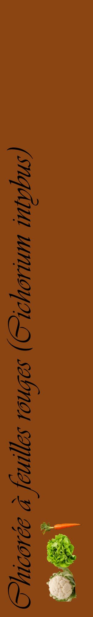 Étiquette de : Cichorium intybus - format c - style noire30_basiqueviv avec comestibilité simplifiée