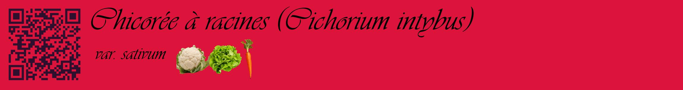 Étiquette de : Cichorium intybus var. sativum - format c - style noire36basique_basique_basiqueviv avec qrcode et comestibilité simplifiée