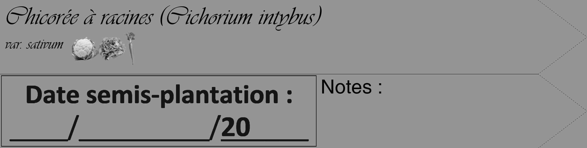 Étiquette de : Cichorium intybus var. sativum - format c - style noire16_simple_simpleviv avec comestibilité simplifiée