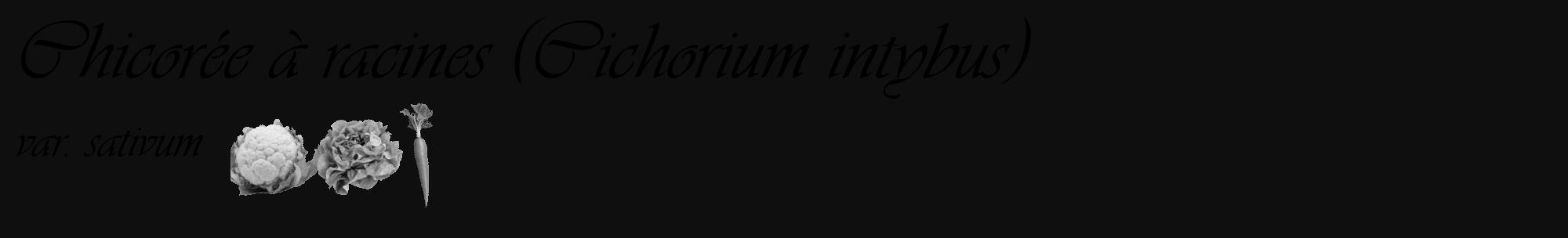 Étiquette de : Cichorium intybus var. sativum - format c - style noire7_basique_basiqueviv avec comestibilité simplifiée