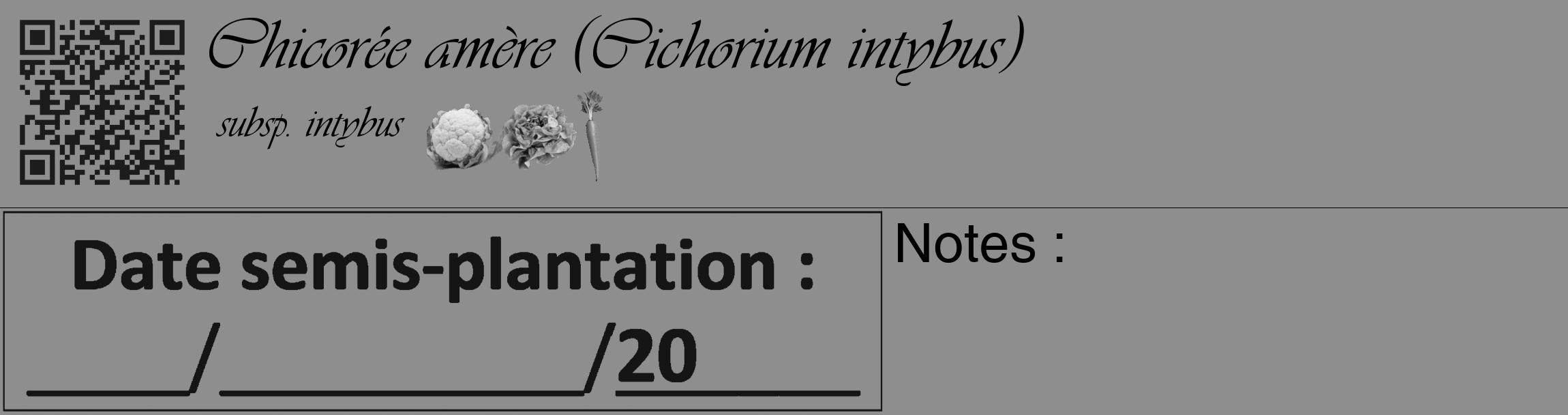 Étiquette de : Cichorium intybus subsp. intybus - format c - style noire25_basique_basiqueviv avec qrcode et comestibilité simplifiée