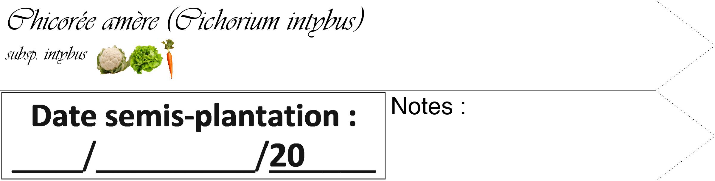 Étiquette de : Cichorium intybus subsp. intybus - format c - style noire60_simple_simpleviv avec comestibilité simplifiée