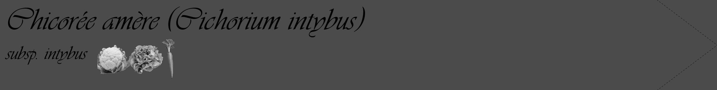 Étiquette de : Cichorium intybus subsp. intybus - format c - style noire9_simple_simpleviv avec comestibilité simplifiée