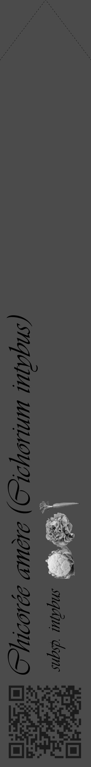 Étiquette de : Cichorium intybus subsp. intybus - format c - style noire9_simple_simpleviv avec qrcode et comestibilité simplifiée - position verticale