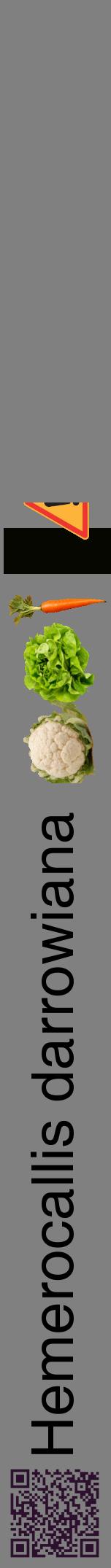 Étiquette de : Hemerocallis darrowiana - format a - style noire57hel avec qrcode et comestibilité simplifiée