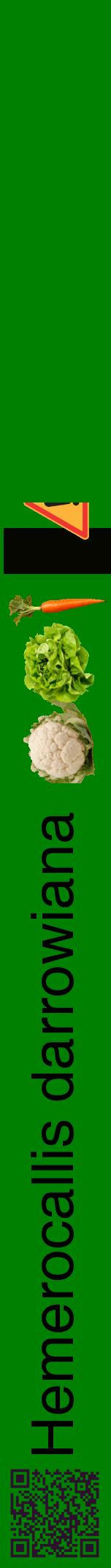 Étiquette de : Hemerocallis darrowiana - format a - style noire9hel avec qrcode et comestibilité simplifiée