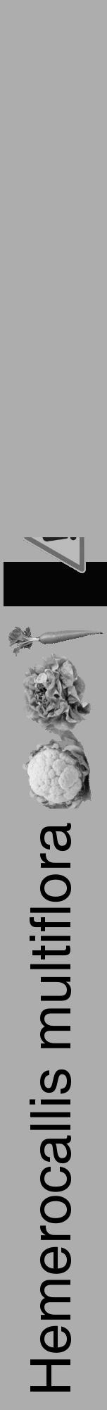 Étiquette de : Hemerocallis multiflora - format a - style noire22hel avec comestibilité simplifiée - position verticale