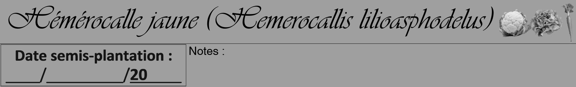 Étiquette de : Hemerocallis lilioasphodelus - format a - style noire24viv avec comestibilité simplifiée