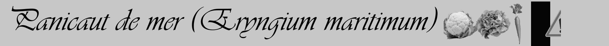 Étiquette de : Eryngium maritimum - format a - style noire15viv avec comestibilité simplifiée