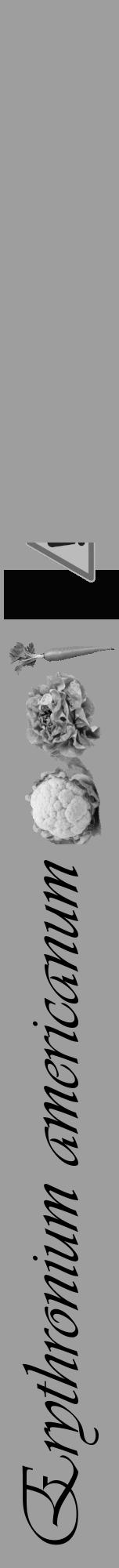 Étiquette de : Erythronium americanum - format a - style noire23viv avec comestibilité simplifiée - position verticale
