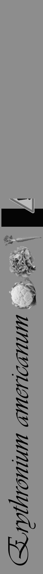Étiquette de : Erythronium americanum - format a - style noire2viv avec comestibilité simplifiée - position verticale