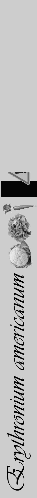 Étiquette de : Erythronium americanum - format a - style noire41viv avec comestibilité simplifiée - position verticale