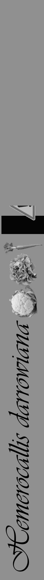 Étiquette de : Hemerocallis darrowiana - format a - style noire4viv avec comestibilité simplifiée - position verticale