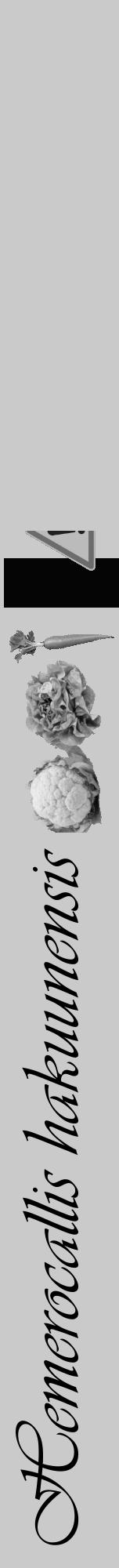 Étiquette de : Hemerocallis hakuunensis - format a - style noire21viv avec comestibilité simplifiée - position verticale