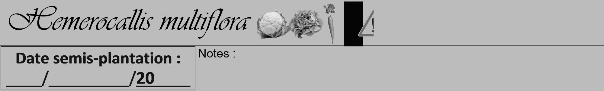 Étiquette de : Hemerocallis multiflora - format a - style noire1viv avec comestibilité simplifiée