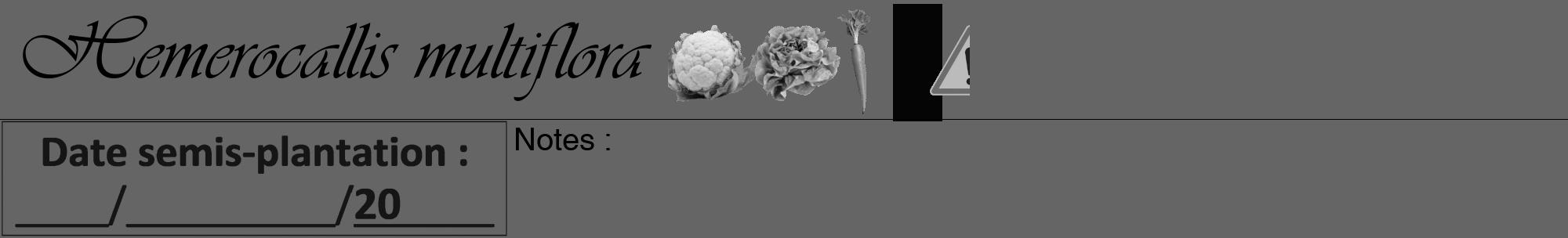 Étiquette de : Hemerocallis multiflora - format a - style noire32viv avec comestibilité simplifiée
