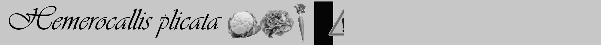 Étiquette de : Hemerocallis plicata - format a - style noire15viv avec comestibilité simplifiée