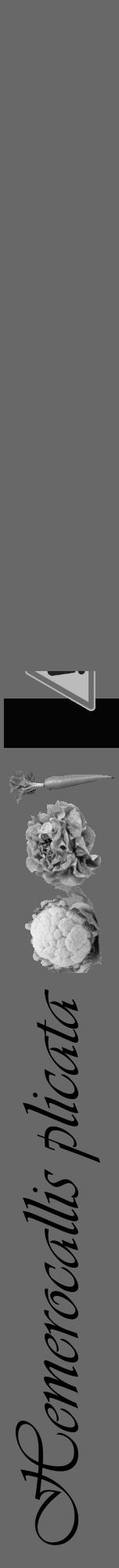 Étiquette de : Hemerocallis plicata - format a - style noire43viv avec comestibilité simplifiée - position verticale